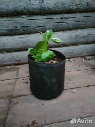 Саженцы Лимонника китайского в контейнере