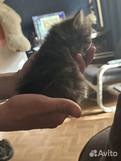 Отдам кошечек