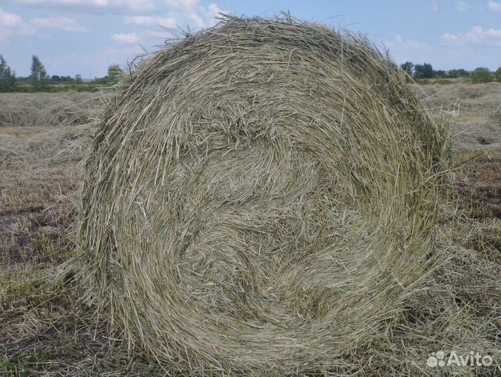 Сено в рулонах