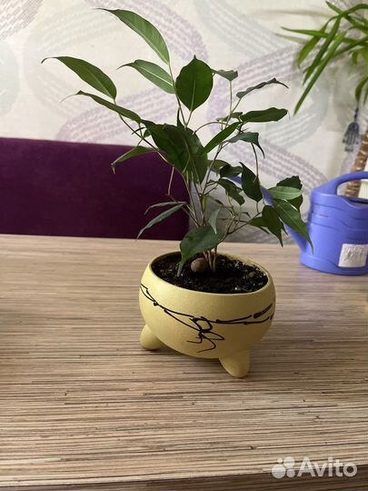 Фикус бенджамина