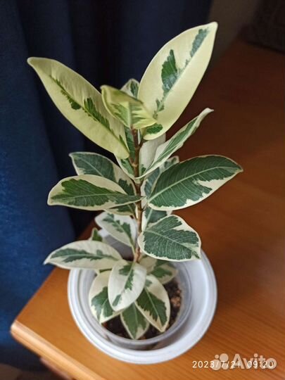 Комнатные растения