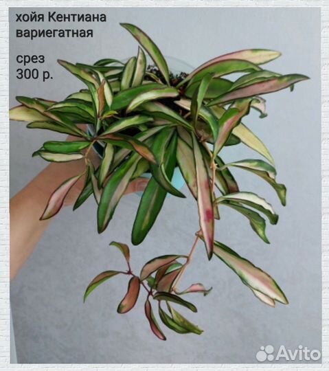 Хойя (4 часть)