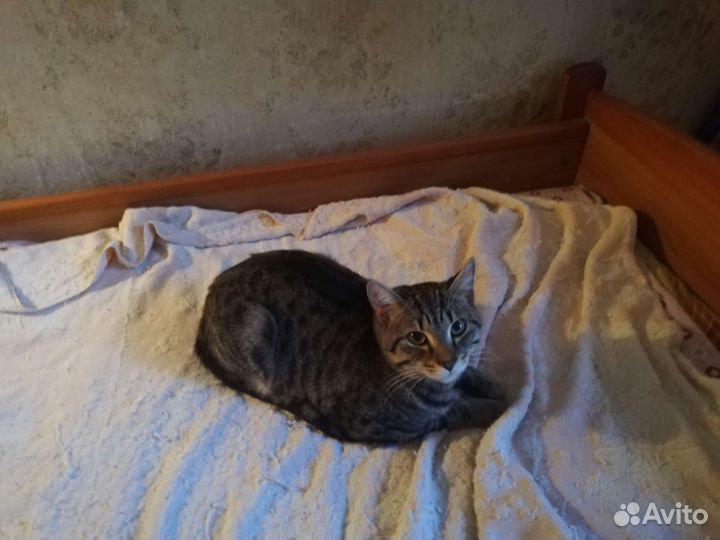 Кошка в дар бесплатно