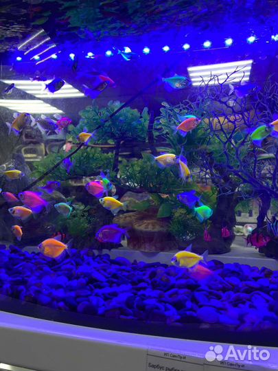 Аквариумные рыбки