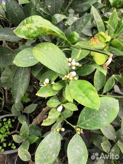 Саженцы лимона Мейера