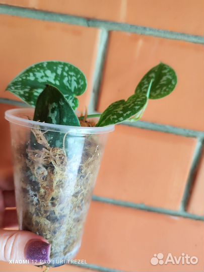 Сциндапсус Аргуреус