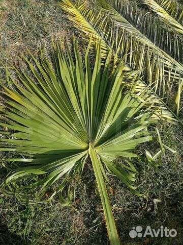 Листья пальмы