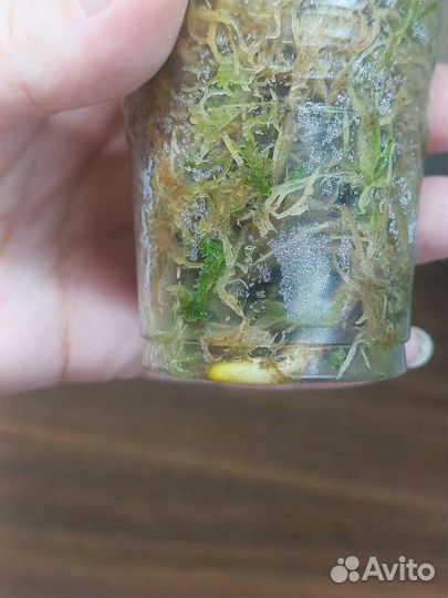 Монстера yellow желтая