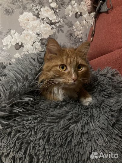 Кошка в добрые руки