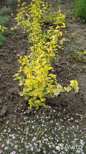 Жимолость японская