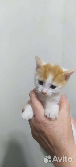 Котята в добрые руки бесплатно