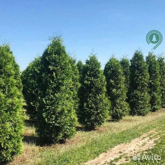 Туя брабант из питомника