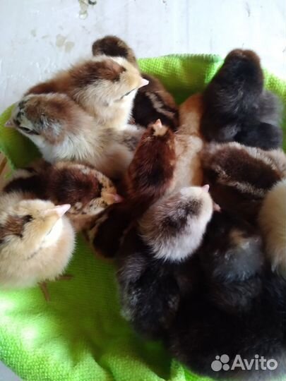 Суточные цыплята.Индюшата.Индоутята