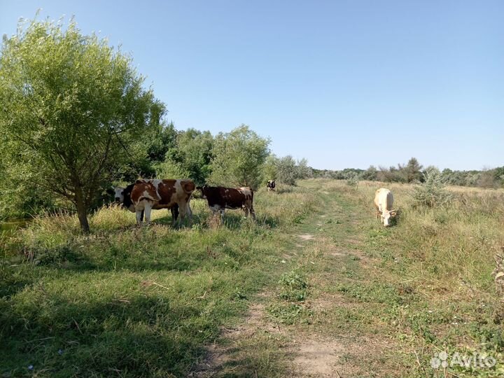 Коровы дойные