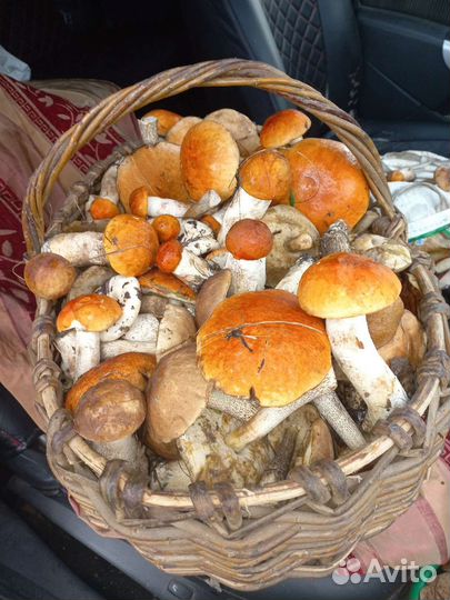 Грибы корзина свежие