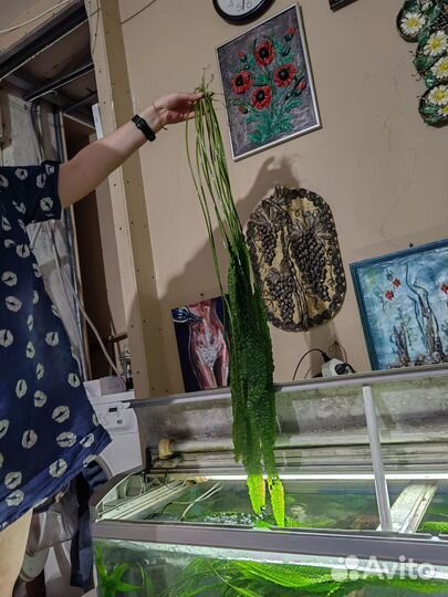 Аквариумные растения