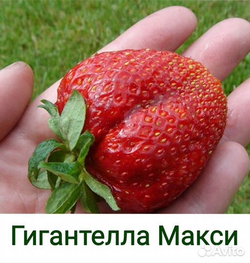 Рассада крупноплодной клубники