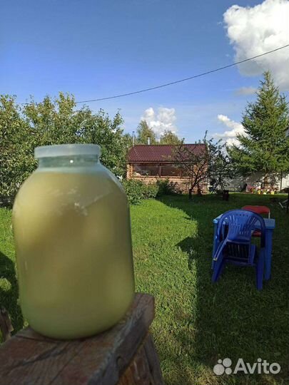 Мед донниковый