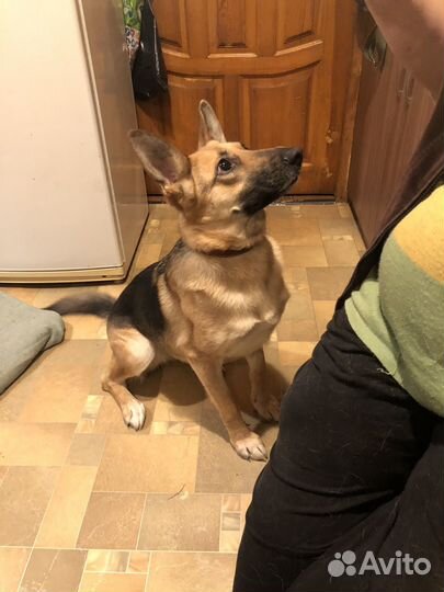 Восточноевропейская овчарка