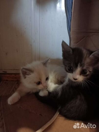 Кошки бесплатно