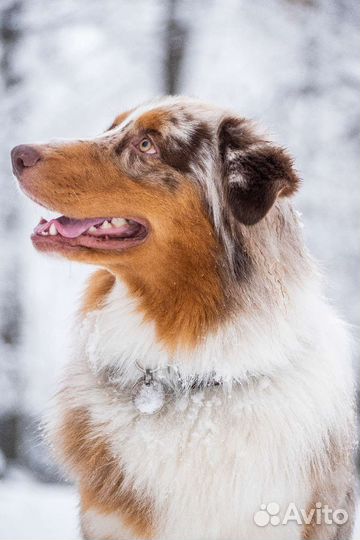 Австралийская овчарка. Кобель для вязки