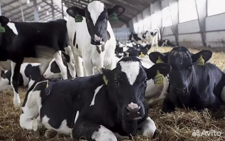 Телята бычки