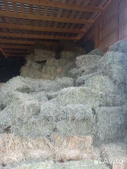 Сено люцерны в тюках 2023г