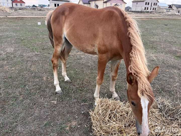 Лошадь и жеребец