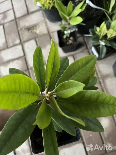 Рододендрон Франческа,Болислав Храбрый