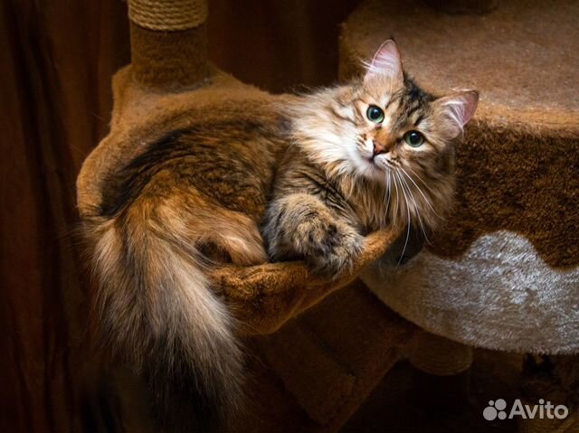 Кошка Агнешка, сибирская пушистая добрая объявление продам