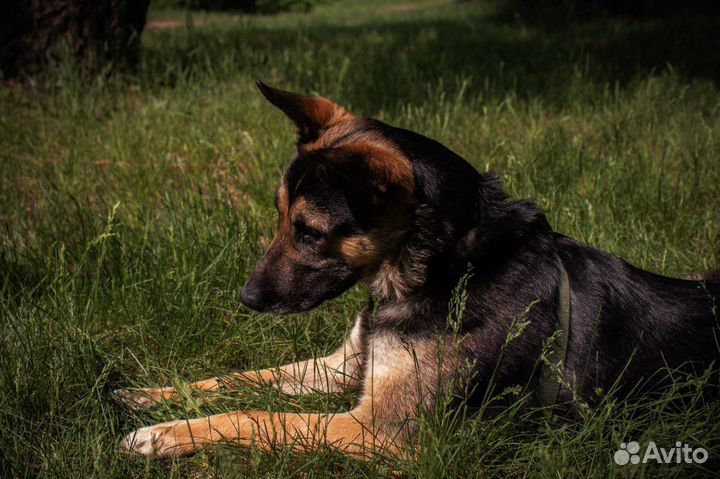 Собака Лукум