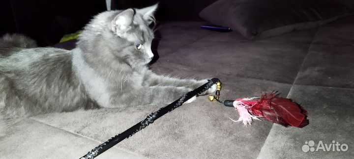 Котенок русский голубой нибелунг