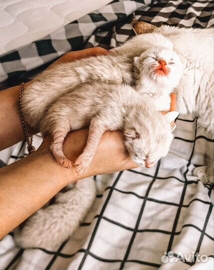 Котята скоттиш страйт