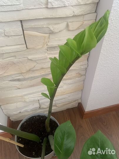 Замиокулькас