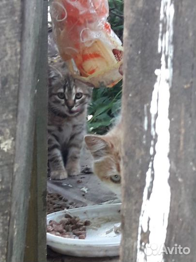 Котята в добрые руки бесплатно