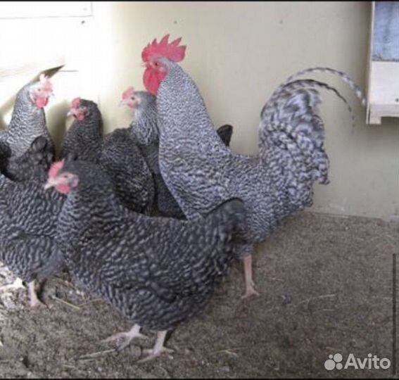 Куры,молодки,домашняя птица,несушки