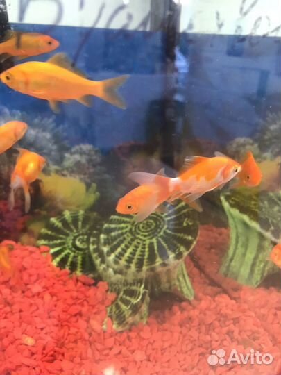 Золотая рыбка, петушок, скалярия, гуппи и другие