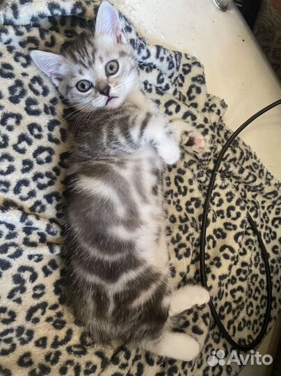 Шотландская