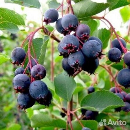 Ирга саженцы