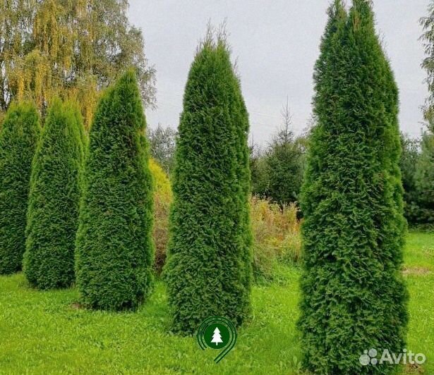 Туя Колумна артикул L-883