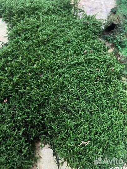 Плоский мох стандарт