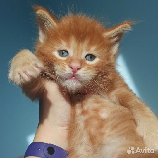 Котята мейн-кун