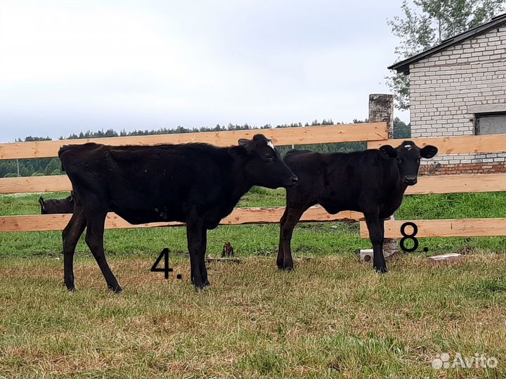 Коровы, нетели, телята