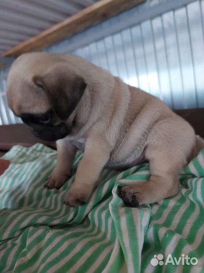 Щенки мопса