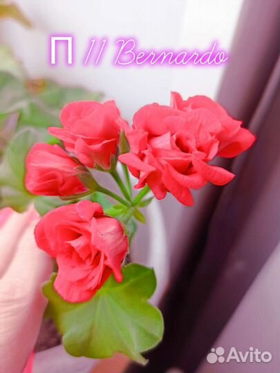 Пеларгония