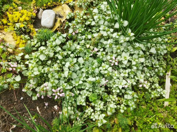 Почвопокровные растения