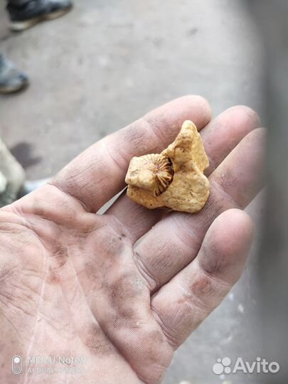 Окаменелости аммониты