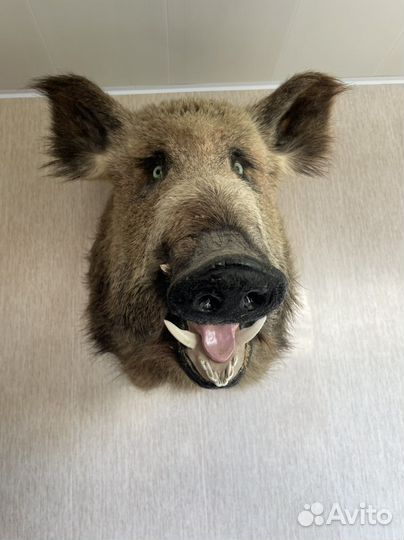 Чучело головы кабана