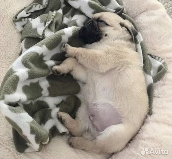 Щенки мопса мини