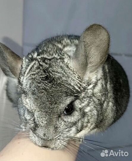 Семья шиншилл